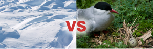 Ice vs Life